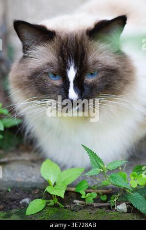 Ragdoll cat at home on the terrace Stock Photo