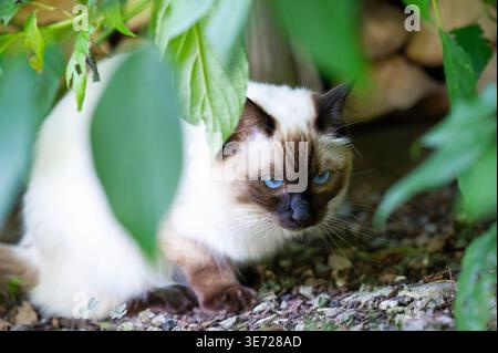 Ragdoll cat at home on the terrace Stock Photo
