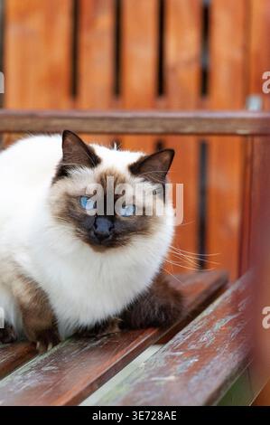 Ragdoll cat on the terrace Stock Photo
