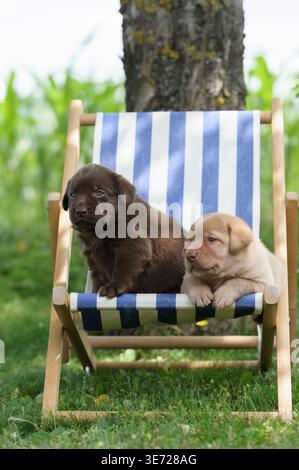 Labrador Retriever puppies on a deck chair in the garden Stock Photo