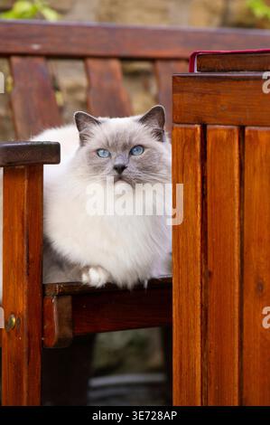 Ragdoll cat on the terrace Stock Photo