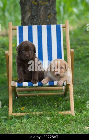 Labrador Retriever puppies on a deck chair in the garden Stock Photo