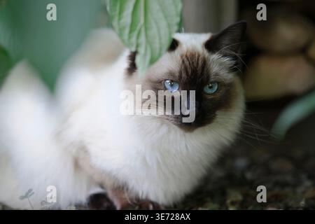 Ragdoll cat at home on the terrace Stock Photo
