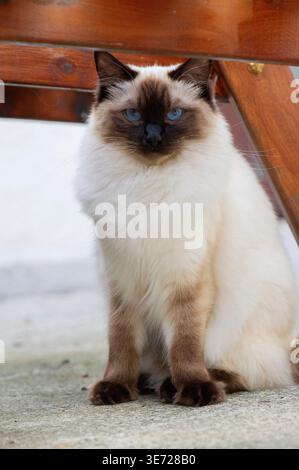 Ragdoll cat on the terrace Stock Photo