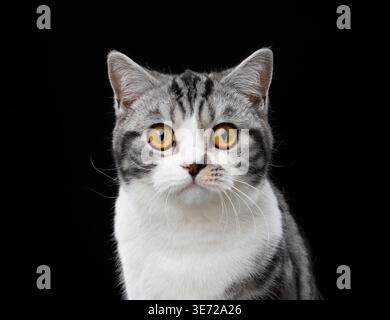 tabby white british shorthair cat looking at camera on black background Stock Photo