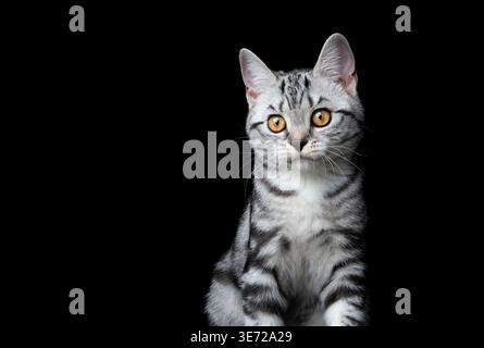 silver tabby british shorthair kitten portrait on black background Stock Photo