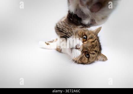 lazy but curious british shorthair cat lying on side reaching for camera with paw, studio shot on white background Stock Photo