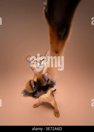 funny ultra wide angle shot of a cute abyssinian kitten playing raising paws and reaching for camera Stock Photo