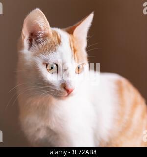 Portrait of a young European Shorthair male cat Stock Photo