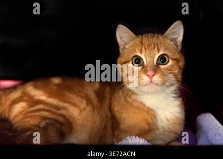 Young lying red tabby tomcat Stock Photo