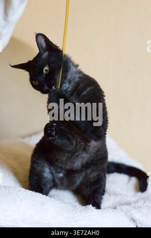 Playtime for a Devon Rex cat Stock Photo