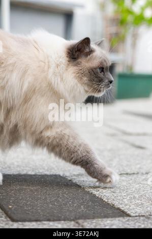 Ragdoll cat on the terrace Stock Photo