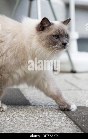 Ragdoll cat on the terrace Stock Photo