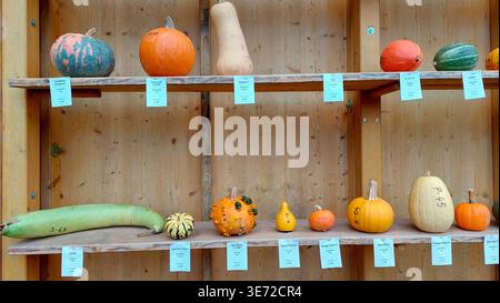 a wide variety of labelled pumpkins arranged in two rows, side by side and one above the other, in an exhibition Stock Photo