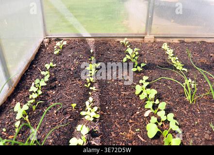 Young plants in a cold frame Stock Photo