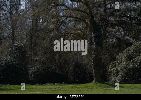 Dense forest with tall trees and layered branches creating depth and contrast in natural light. Shadows and darker tones add a moody atmosphere. Suita Stock Photo