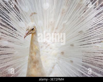 White Peacock, Indian Peafowl (Pavo cristatus) Stock Photo