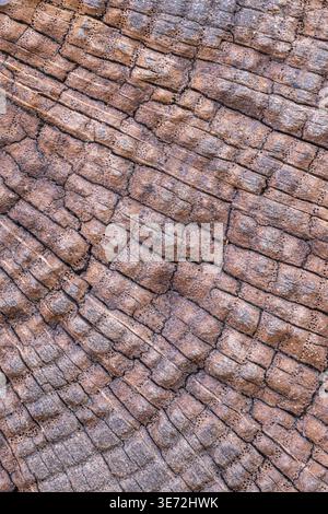 Wooden background, close-up, full frame Stock Photo