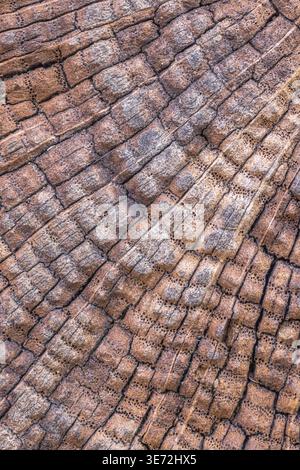 Wooden background, close-up, full frame Stock Photo