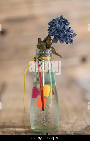 Hydrangea blossom, wilted, still life Stock Photo