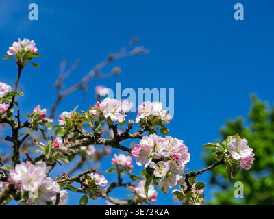 Apple blossom in spring, inflorescence Stock Photo
