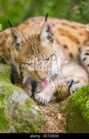 Eurasian lynx (Lynx lynx) mother with her youngster (cub) lying on a rock in a forest, Bavaria, Germany, Europe Stock Photo