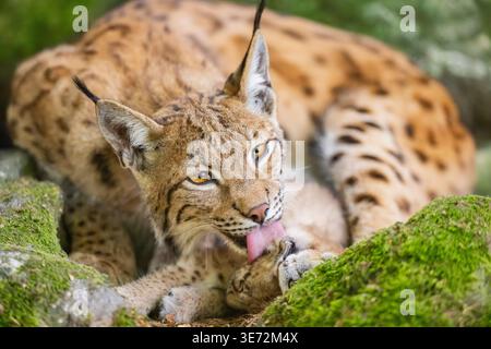 Eurasian lynx (Lynx lynx) mother with her youngster (cub) lying on a rock in a forest, Bavaria, Germany, Europe Stock Photo
