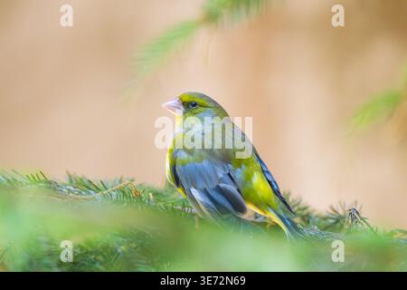 European greenfinch (Chloris chloris) sitting on a branch, Bavaria, Germany, Europe Stock Photo