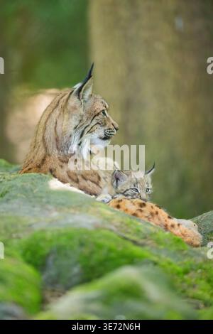 Eurasian lynx (Lynx lynx) mother with her youngster (cub) lying on a rock in a forest, Bavaria, Germany, Europe Stock Photo
