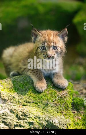 Eurasian lynx (Lynx lynx) youngster (cub) lying on a rock in a forest, Bavaria, Germany, Europe Stock Photo