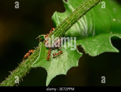 Ants graze a large group of aphids on the stem of a flowering shrub Stock Photo