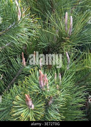Pine Needles With Emerging Brown Buds Closeup Captures Textural Evergreen Foliage And Young Cones, Resin Glistening On Bark, Ideal Stock Photo