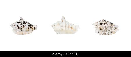 Spotted seashell set isolated on clean background, exotic marine shell collection Stock Photo