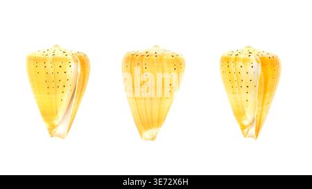Set of yellow seashells isolated on clean background, tropical cone shells collection Stock Photo