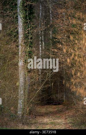 Forest in spring, path, view into the forest Stock Photo
