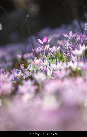 Wild elfin crocus (Crocus tommasinianus) Dalmatian crocus, Tommasini crocus under maple trees Stock Photo