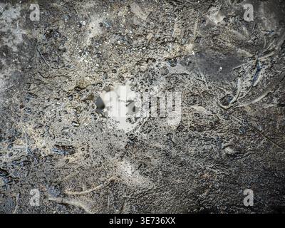 Close-up view of a puddle on damaged asphalt. Water droplets reflect light, showcasing the rough texture and dark surface. Stock Photo