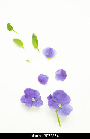 Flat lay of violet pansy flowers, petals, buds and green leaves on white background, natural texture, vertical flow composition, isolated, copy space Stock Photo