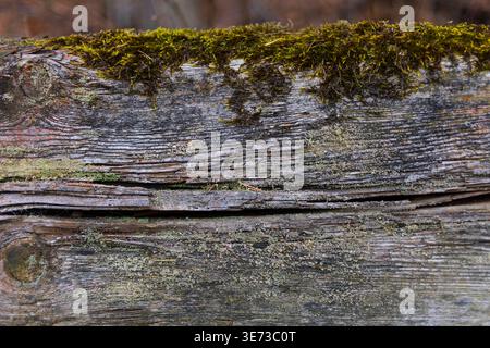 Close-up of weathered wooden board covered with green moss. Natural rustic texture with organic details Stock Photo