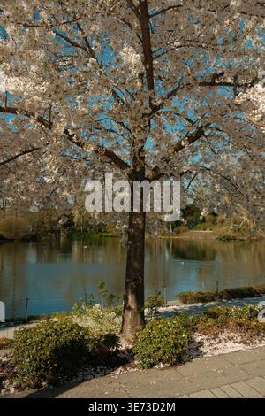 Vibrant low-angle view looking directly up into the dense white canopy of a blooming cherry blossom tree against a perfectly clear blue sky. Stock Photo