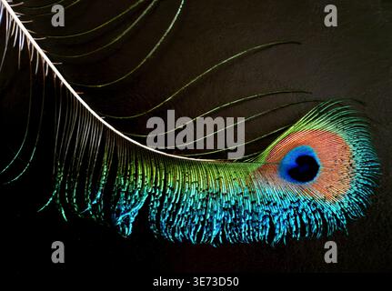 Peacock Feather Stock Photo