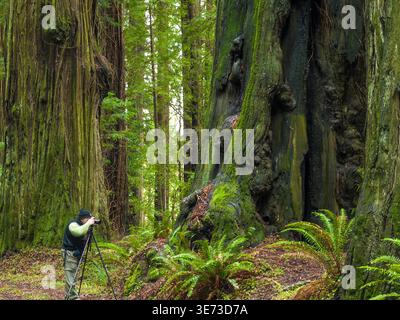 Photographing the Redwoods at the Avenue of the Giants. Humboldt Redwoods State Park California, USA. Stock Photo