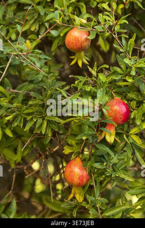 Ripe pomegranates growing on tree branches with green leaves in garden. Natural organic fruit concept. Stock Photo