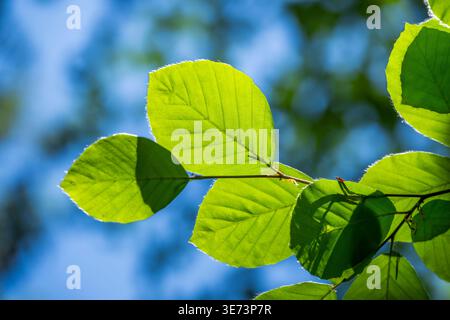 European beech (Fagus sylvatica) leafes against the blue sky in early summer near Regensburg, Upper Palatinate, Bavaria, Germany, Europe Stock Photo