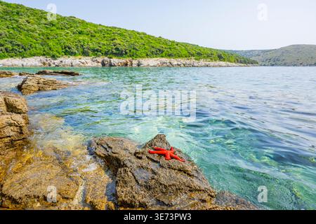 Red Starfish (Echinaster sepositus) lying on a rock next to the water in the bay of Ustrine on the island cres on a sunny day, Croatia Stock Photo