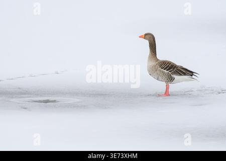A gray goose stands alone on the snow-covered surface of a pond. In front of her is a small hole in the ice. Tracks lead through the slush. Stock Photo