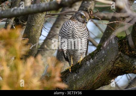 A female sparrowhawk sits on a large branch of a linden tree. She watches her surroundings intently. Her head and gaze are directed downward toward the base of the tree. Her underparts are gray-brown banded, her upperparts dark brown. Her eyes are yellow. Blood sticks to her lower beak and yellow talons. The pale supercilium is visible. A light blue sky in the background. Stock Photo