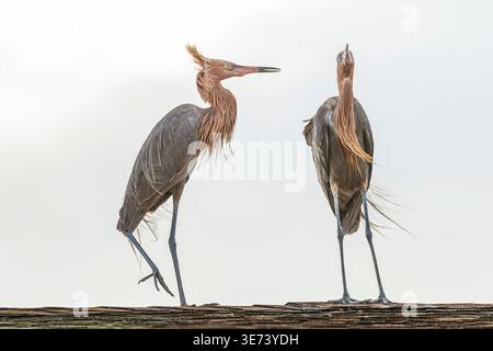 The red-crowned heron is considered the rarest heron species in North America. The photo shows a pair of siblings on the roof of the fishing pier on Sanibel Island near the lighthouse. Both communicate expressively through their body language. The wind blows through the plumage they both wear. Stock Photo