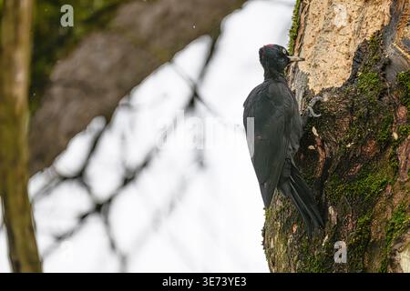 A black woodpecker is working on the bark of a large old tree. Piece by piece, it pecks away at the moss and bark to reach the ant nests on the large exposed surface. Its preferred food is insects. The black woodpecker is the largest European woodpecker. Its plumage is black, and it has a red crown on its head. Stock Photo