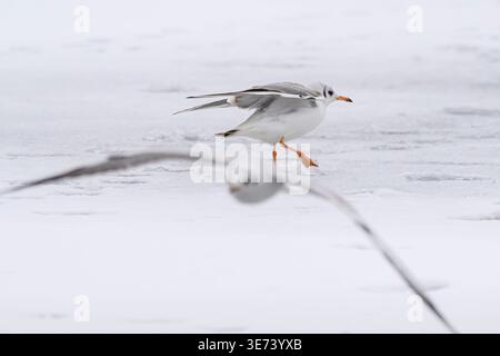 Two black-headed gulls in the snow. One is taking off, the other is already flying. Stock Photo